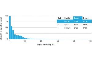 Analysis of Protein Array containing more than 19,000 full-length human proteins using CD79a Mouse Recombinant Monoclonal Antibody (rIGA/764).