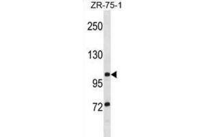Western Blotting (WB) image for anti-Tubulin Tyrosine Ligase-Like Family, Member 8 (TTLL8) antibody (ABIN2999022) (TTLL8 anticorps)