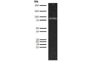 Western Blotting (WB) image for anti-Complement Factor I (CFI) antibody (ABIN1803648)