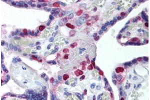 Human Placenta (formalin-fixed, paraffin-embedded) stained with PCNA antibody ABIN239835 at 10 ug/ml followed by biotinylated anti-mouse IgG secondary antibody ABIN481714, alkaline phosphatase-streptavidin and chromogen. (PCNA anticorps)