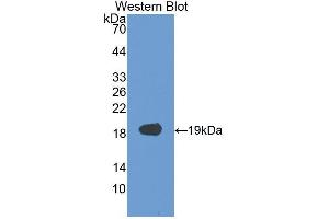 Western blot analysis of recombinant Human VEGFA. (VEGFA anticorps  (AA 28-191))