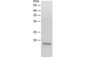 Western Blotting (WB) image for Chemokine (C-C Motif) Ligand 21 (CCL21) (AA 24-134) protein (His-IF2DI Tag) (ABIN7122281)