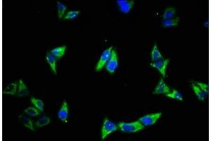 Immunofluorescence staining of Hela cells with ABIN7151898 at 1:500, counter-stained with DAPI. (EGFR anticorps  (AA 26-645))