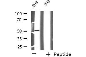 Western blot analysis of extracts from 293 cells using NFYC antibody. (NFYC anticorps  (N-Term))