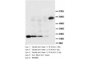Image no. 1 for anti-Interleukin 18 (IL18) (AA 175-193) antibody (ABIN1493390) (IL-18 anticorps  (AA 175-193))