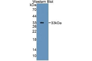 Detection of Recombinant PDE10A, Human using Polyclonal Antibody to Phosphodiesterase 10A (PDE10A) (PDE10A anticorps  (AA 508-779))