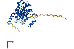 AlphaFold protein structure predicition of Human Recombinant ENDOV Protein, UniprotID Q8N8Q3