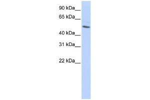 Beta Tubulin antibody used at 1 ug/ml to detect target protein. (TUBB anticorps  (N-Term))