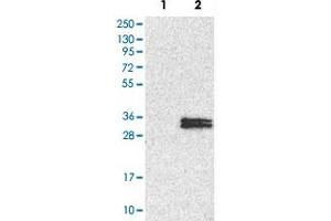 Western Blot analysis of Lane 1: negative control (vector only transfected HEK293T cell lysate) and Lane 2: over-expression lysate (co-expressed with a C-terminal myc-DDK tag in mammalian HEK293T cells) with NDUFS3 polyclonal antibody . (NDUFS3 anticorps)