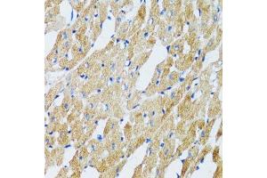 Immunohistochemistry of paraffin-embedded mouse heart using GABARAP antibody.