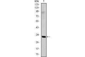 Western blot analysis using SNAI1 mAb against human SNAI1 (AA: 2-264) recombinant protein. (SNAIL anticorps)