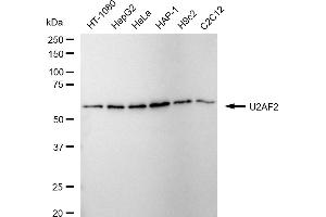 Western blotting analysis using U2AF2 antibody (ABIN7800701). (Recombinant U2AF2 anticorps)