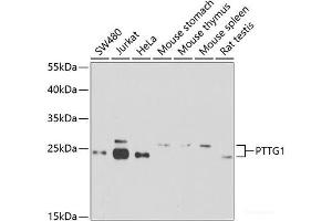 Western blot analysis of extracts of various cell lines using PTTG1 Polyclonal Antibody at dilution of 1:1000. (PTTG1 anticorps)