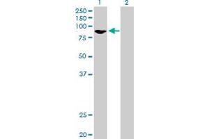 Western Blot analysis of GMPS expression in transfected 293T cell line by GMPS MaxPab polyclonal antibody.