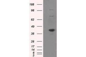 Image no. 1 for anti-Nucleotide Exchange Factor SIL1 (SIL1) antibody (ABIN1496809) (SIL1 anticorps)