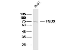 293T lysates probed with FGD3 Polyclonal Antibody, Unconjugated  at 1:300 dilution and 4˚C overnight incubation. (FGD3 anticorps  (AA 501-600))