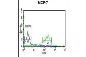 C Antibody (C-term) (ABIN653956 and ABIN2843176) flow cytometric analysis of MCF-7 cells (right histogram) compared to a negative control cell (left histogram). (C9ORF91 anticorps  (C-Term))