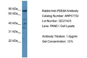 WB Suggested Anti-PDE8A  Antibody Titration: 0. (PDE8A anticorps  (C-Term))