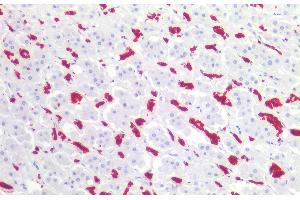Immunohistochemistry staining of human adrenal (paraffin-embedded sections) with anti-CD235ab (HIR2), 10 μg/mL. (CD235ab anticorps  (N-Term))