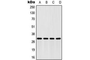 Western blot analysis of FHL2 expression in HeLa (A), HepG2 (B), mouse brain (C), H9C2 (D) whole cell lysates. (FHL2 anticorps  (Center))