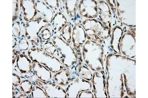 Immunohistochemical staining of paraffin-embedded Kidney tissue using anti-BSG mouse monoclonal antibody. (CD147 anticorps)