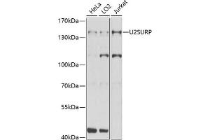 Western blot analysis of extracts of various cell lines, using U2SURP Antibody (ABIN6132839, ABIN6149759, ABIN6149760 and ABIN6220240) at 1:1000 dilution. (SR140 anticorps  (AA 705-1029))