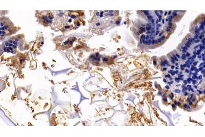 Detection of GYPA in Mouse Small intestine Tissue using Polyclonal Antibody to Glycophorin A (GYPA) (CD235a/GYPA anticorps  (AA 1-108))