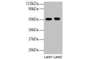 Western blot All lanes: ODC1 antibody at 2 μg/mL Lane 1: EC109 whole cell lysate Lane 2: 293T whole cell lysate Secondary Goat polyclonal to rabbit IgG at 1/15000 dilution Predicted band size: 52 kDa Observed band size: 52 kDa