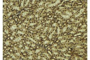 ABIN6277094 at 1/100 staining Mouse kidney tissue by IHC-P. (MAPK7 anticorps  (Internal Region))