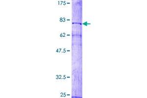 SDS-PAGE (SDS) image for Matrix Metallopeptidase 10 (Stromelysin 2) (MMP10) (AA 1-476) protein (GST tag) (ABIN1781212)