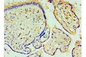 Immunohistochemistry of paraffin-embedded human placenta tissue using ABIN7146759 at dilution of 1:100