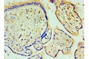 Immunohistochemistry of paraffin-embedded human placenta tissue using ABIN7146759 at dilution of 1:100 (CPA1 anticorps  (AA 111-419))