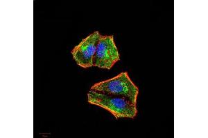 Immunofluorescence analysis of Hela cells using NFKBIA mouse mAb (green).
