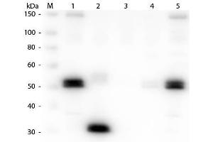 Western Blot of Anti-Rat IgG F(c) (GOAT) Antibody . (Chèvre anti-Rat IgG (Fc Region) Anticorps (FITC) - Preadsorbed)