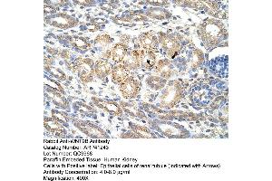 Rabbit Anti-WNT9B Antibody  Paraffin Embedded Tissue: Human Kidney Cellular Data: Epithelial cells of renal tubule Antibody Concentration: 4. (WNT9B anticorps  (C-Term))