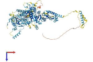 AlphaFold protein structure predicition of Human Recombinant NAT10 Protein, UniprotID Q9H0A0