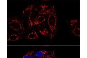 Confocal immunofluorescence analysis of U2OS cells using GCSH Polyclonal Antibody at dilution of 1:100 (60x lens).