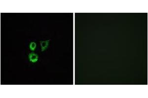 Immunofluorescence analysis of A549 cells, using OR2T3/2T34 Antibody. (OR2T3/2T34 (AA 269-318) anticorps)