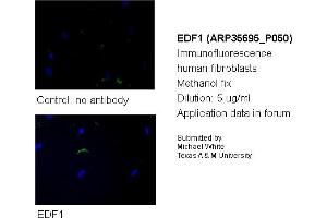 Image no. 2 for anti-Endothelial Differentiation Related Factor 1 (EDF1) (N-Term) antibody (ABIN2776405) (EDF1 anticorps  (N-Term))