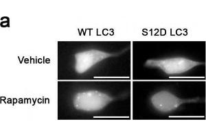 Something like SH-SY5Y cells expressing GFP-LC3-WT or-S12D treated with rapamycin or vehicle for 1h. (MAP1LC3A anticorps  (N-Term, pSer12))