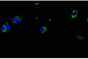 Immunofluorescent analysis of Hela cells using ABIN7155581 at dilution of 1:100 and Alexa Fluor 488-congugated AffiniPure Goat Anti-Rabbit IgG(H+L) (HLA-DPA1 anticorps  (AA 29-222))