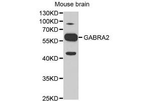 Western blot analysis of extracts of mouse brain, using GABRA2 antibody. (GABRA2 anticorps)