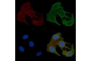 ABIN6257963 and ABIN6274921 staining Hela cells(45 min of heat-shock) by IF/ICC. (BMP8B anticorps  (Internal Region))