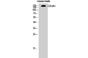 Western Blot analysis of mouse-musle cells using COL4A1 Polyclonal Antibody diluted at 1:500 (COL4A1 anticorps  (N-Term))