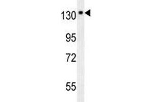 NTRK1 antibody western blot analysis in mouse brain tissue lysate.