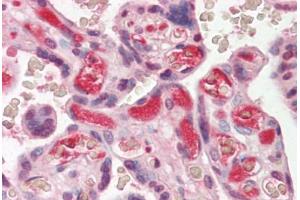 Anti-Complement C3/C3c antibody IHC staining of human placenta. (Complement C3c anticorps)