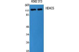Western Blot (WB) analysis of specific cells using HDAC5 Polyclonal Antibody. (HDAC5 anticorps  (Tyr512))