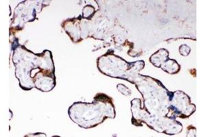 IHC-P: CYPOR antibody testing of human placenta tissue (POR anticorps  (C-Term))