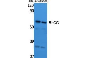 Western Blotting (WB) image for anti-Rh Family C Glycoprotein (RHCG) (Internal Region) antibody (ABIN3187647) (RHCG anticorps  (Internal Region))