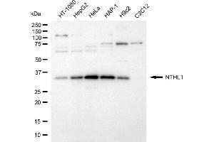 Western blotting analysis using NTHL1 antibody (ABIN7799629). (Recombinant Nth Endonuclease III-Like 1 (NTHL1) anticorps)